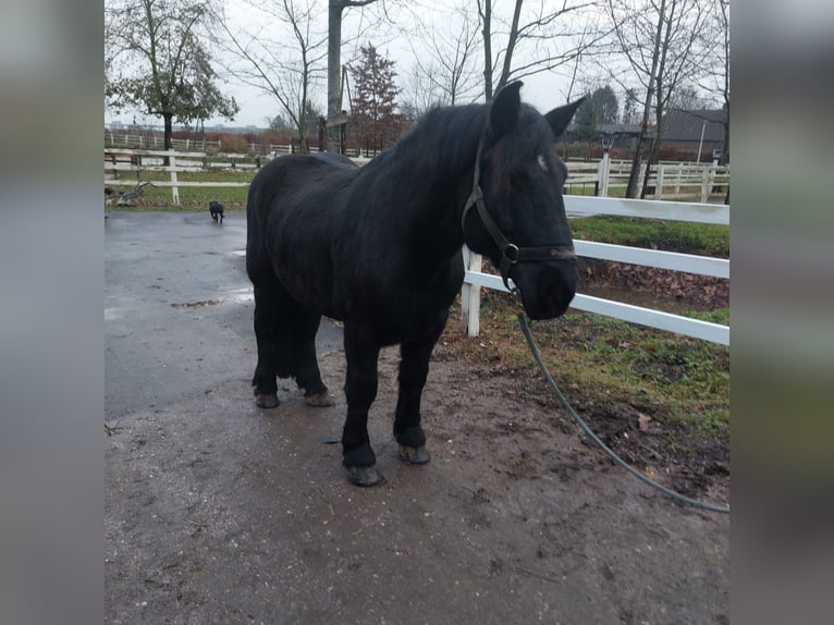 Poolse kar Bloed Ruin 10 Jaar 161 cm Zwart in Willich