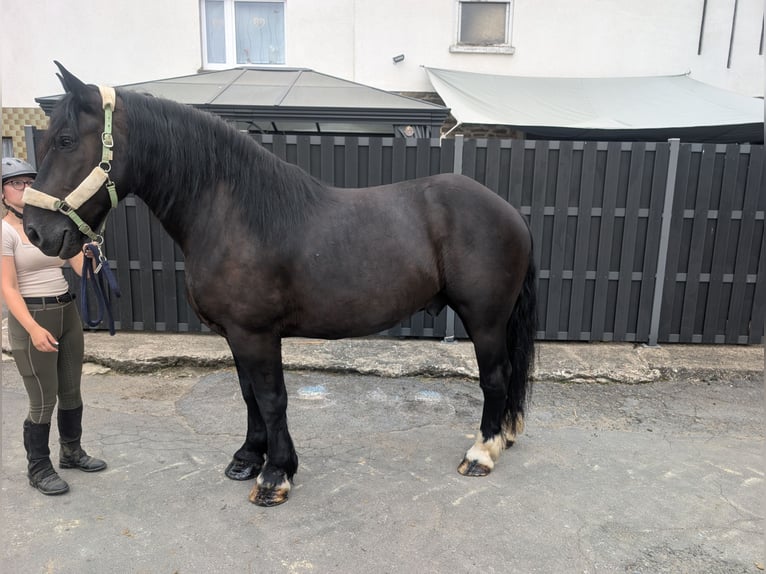 Poolse kar Bloed Ruin 10 Jaar 165 cm Zwart in Morsbach