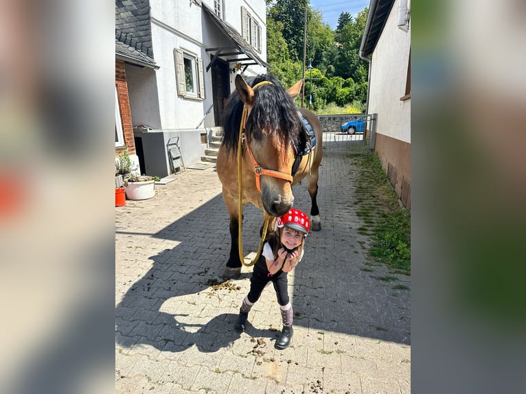 Poolse kar Bloed Ruin 11 Jaar 155 cm Bruin in Oberneisen