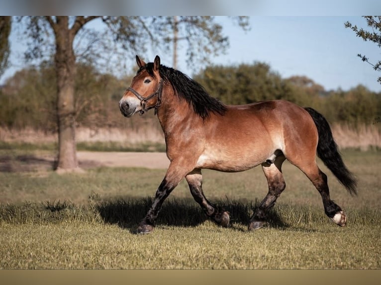 Poolse kar Bloed Ruin 13 Jaar 156 cm Bruin in Mengkofen