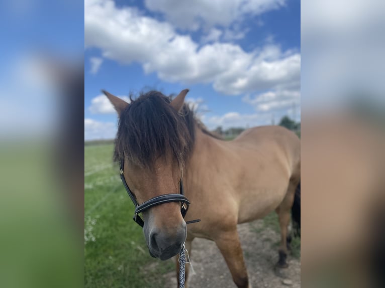 Poolse kar Bloed Mix Ruin 13 Jaar 156 cm Falbe in Salbitz