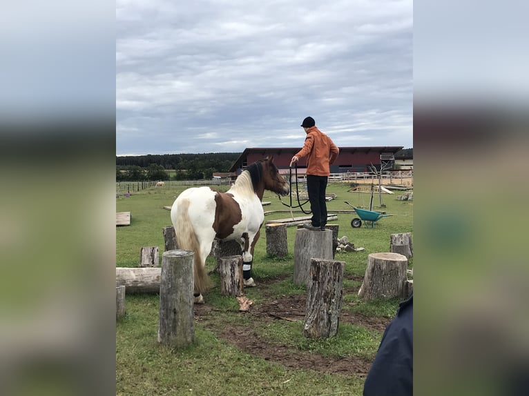 Poolse kar Bloed Ruin 13 Jaar 160 cm Gevlekt-paard in Obernzenn