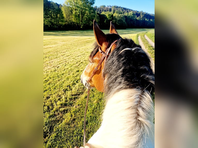 Poolse kar Bloed Ruin 13 Jaar 160 cm Gevlekt-paard in Obernzenn