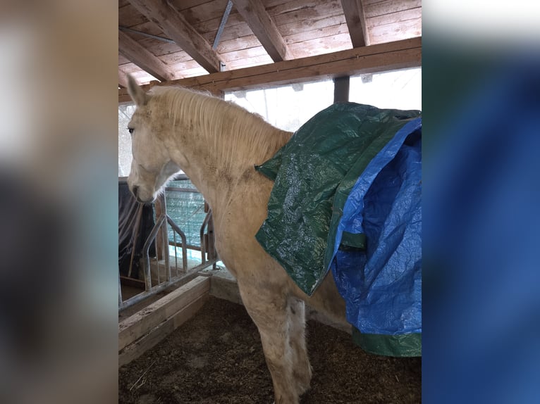 Poolse kar Bloed Ruin 22 Jaar 170 cm Schimmel in Schramberg
