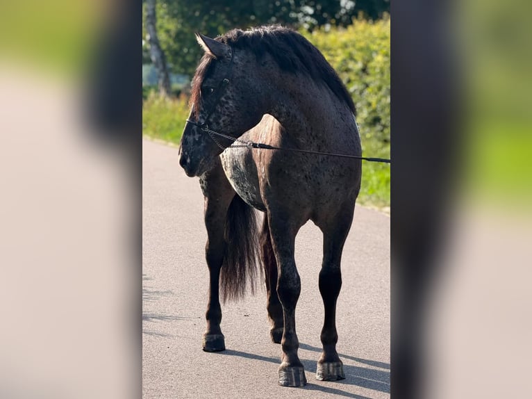 Poolse kar Bloed Ruin 2 Jaar 162 cm Appaloosa in Weert