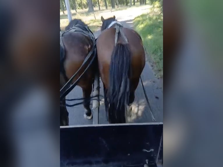 Poolse kar Bloed Mix Ruin 3 Jaar 152 cm Gevlekt-paard in Bretten