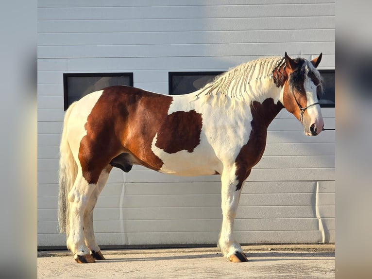 Poolse kar Bloed Ruin 3 Jaar 154 cm Gevlekt-paard in Weert