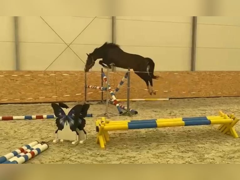 Poolse kar Bloed Mix Ruin 3 Jaar 160 cm Donkerbruin in Bralin