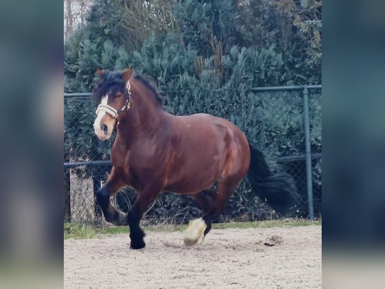 Poolse kar Bloed Ruin 3 Jaar 161 cm Bruin in Someren