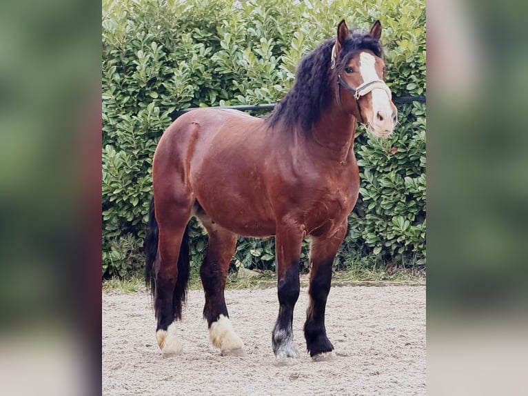 Poolse kar Bloed Ruin 3 Jaar 161 cm Bruin in Someren