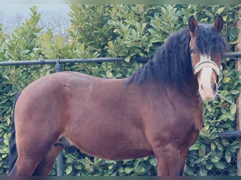 Poolse kar Bloed Ruin 3 Jaar 161 cm Bruin in Someren