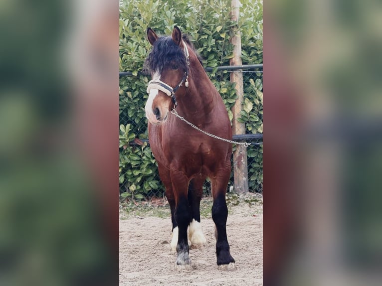 Poolse kar Bloed Ruin 3 Jaar 161 cm Bruin in Someren