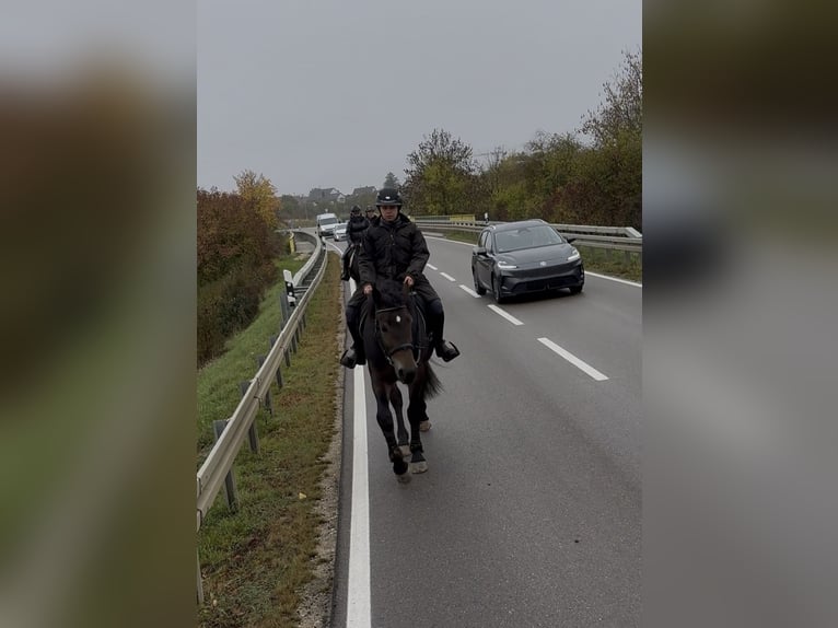 Poolse kar Bloed Ruin 3 Jaar 162 cm Donkerbruin in Westerheim