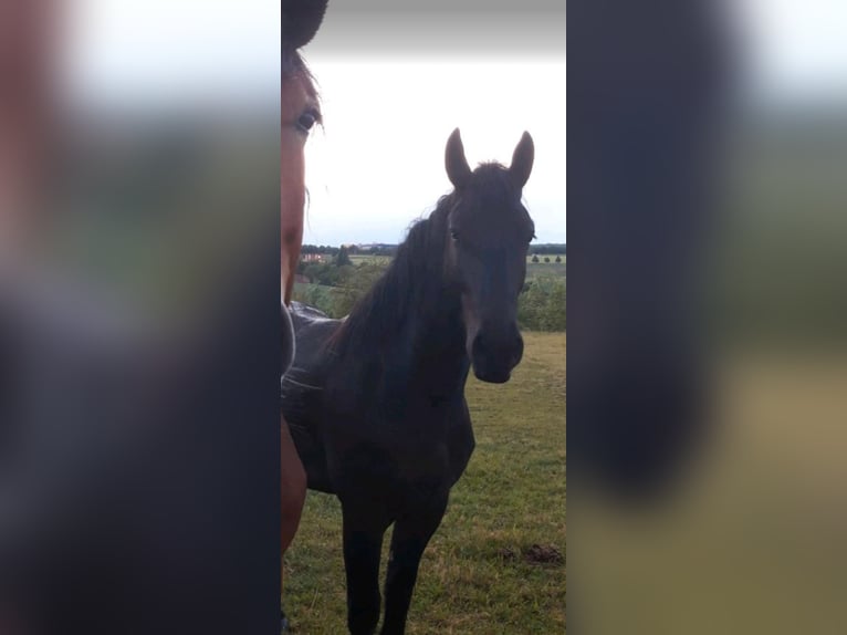 Poolse kar Bloed Mix Ruin 3 Jaar 162 cm Zwart in W&#xFC;rzburg