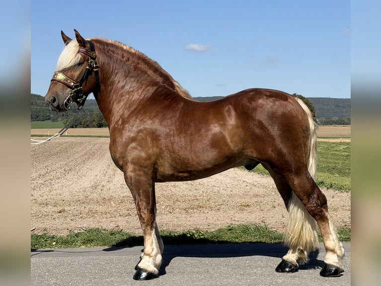 Poolse kar Bloed Ruin 3 Jaar 166 cm Donkere-vos in Riedlingen