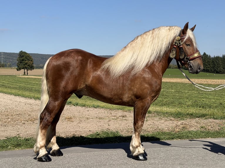 Poolse kar Bloed Ruin 3 Jaar 166 cm Donkere-vos in Riedlingen