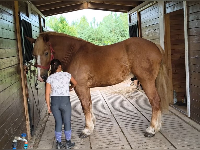 Poolse kar Bloed Mix Ruin 3 Jaar 166 cm Vos in Forst
