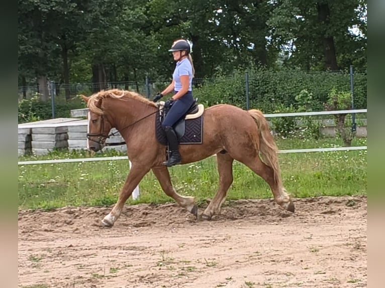 Poolse kar Bloed Mix Ruin 3 Jaar 166 cm Vos in Forst