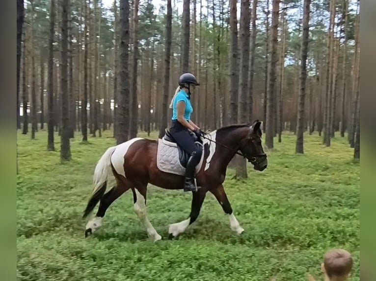Poolse kar Bloed Mix Ruin 4 Jaar 156 cm Gevlekt-paard in Forst