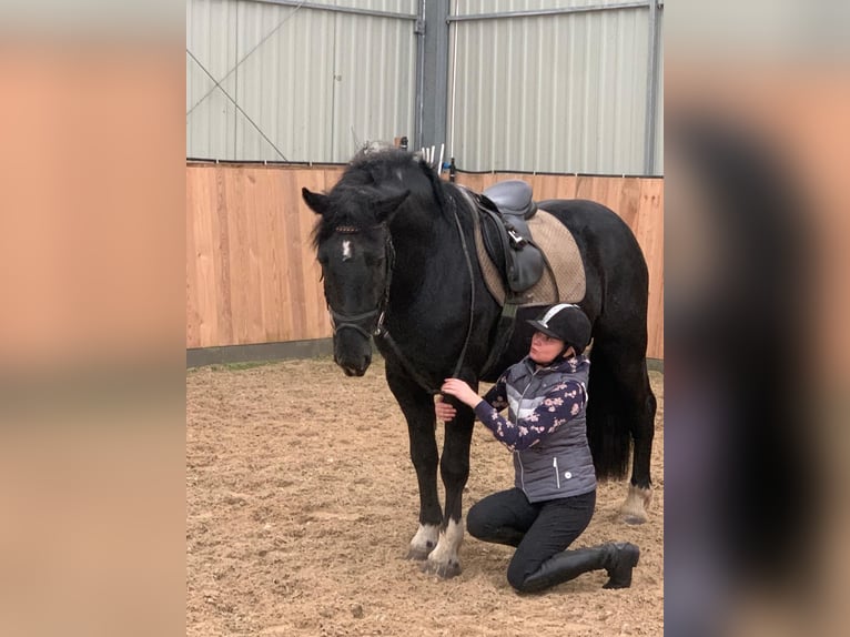 Poolse kar Bloed Mix Ruin 4 Jaar 157 cm Gevlekt-paard in Che&#x142;mno