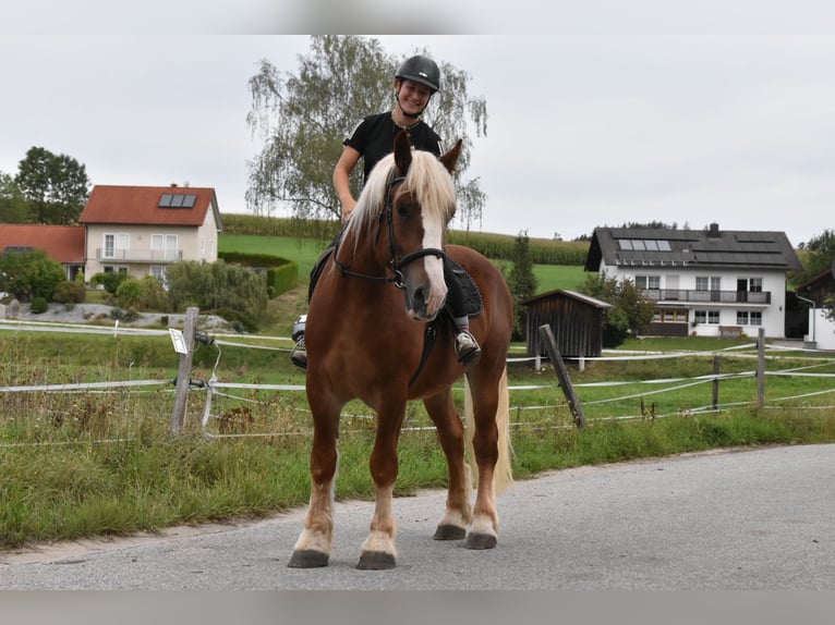 Poolse kar Bloed Ruin 4 Jaar 157 cm Vos in Arnstorf