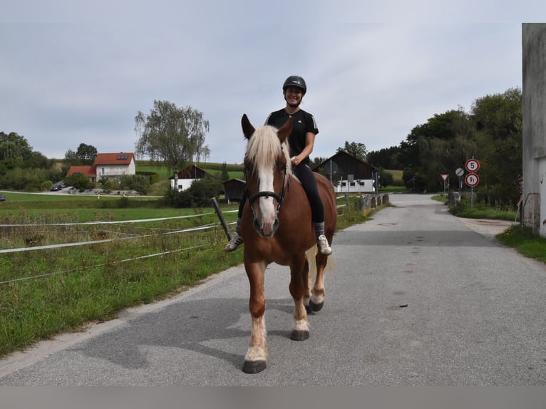 Poolse kar Bloed Ruin 4 Jaar 157 cm Vos in Arnstorf