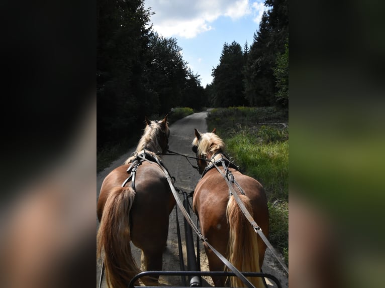Poolse kar Bloed Ruin 4 Jaar 157 cm Vos in Arnstorf