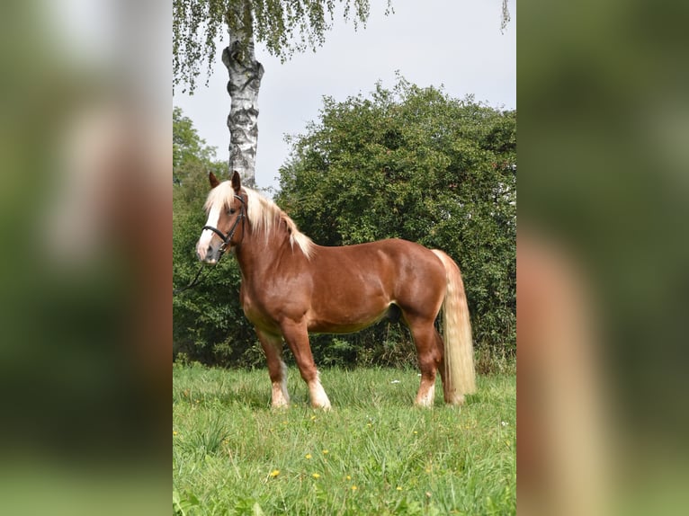 Poolse kar Bloed Ruin 4 Jaar 157 cm Vos in Arnstorf