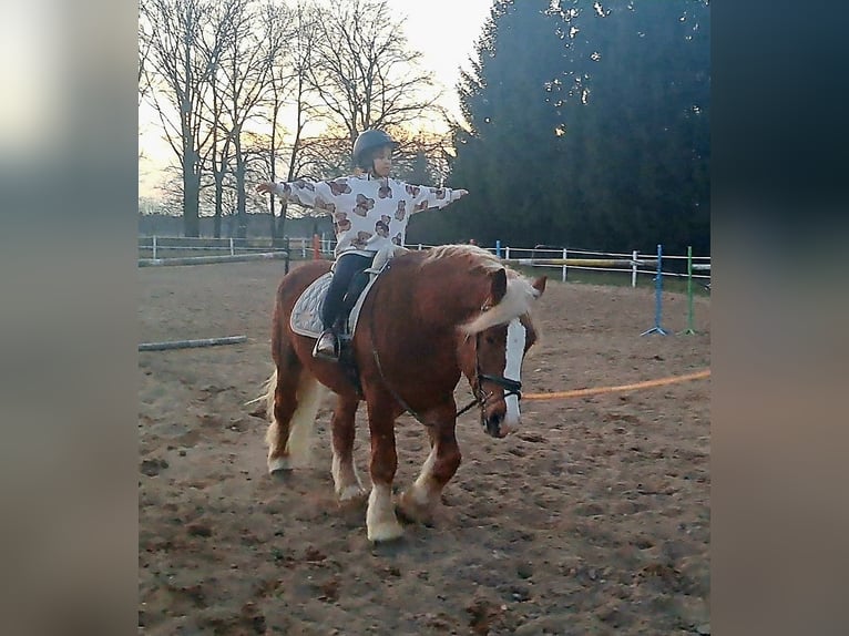 Poolse kar Bloed Ruin 4 Jaar 160 cm Donkere-vos in Forst