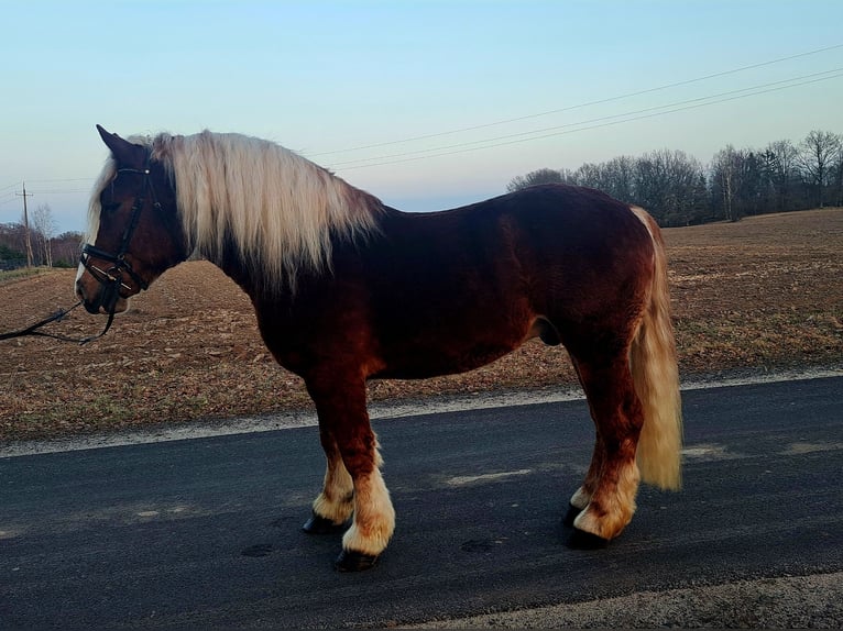 Poolse kar Bloed Ruin 4 Jaar 160 cm Donkere-vos in Forst
