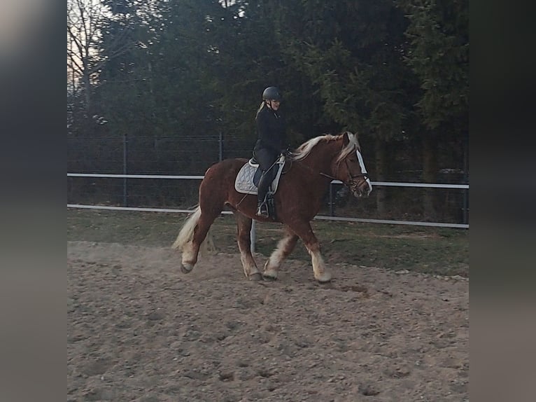 Poolse kar Bloed Ruin 4 Jaar 160 cm Donkere-vos in Forst