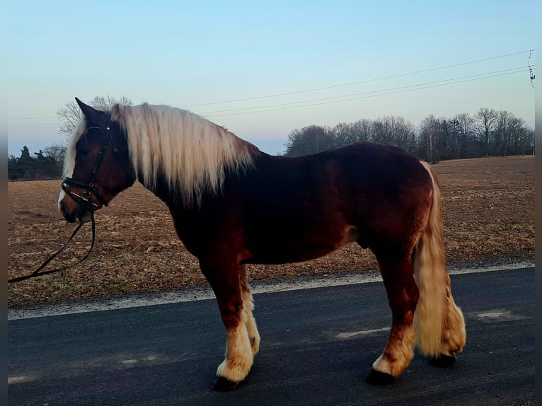 Poolse kar Bloed Ruin 4 Jaar 160 cm Donkere-vos in Forst