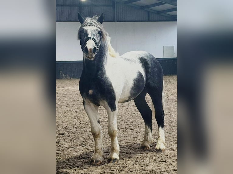 Poolse kar Bloed Ruin 4 Jaar 160 cm Gevlekt-paard in Someren