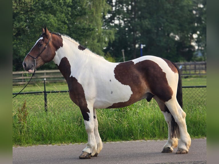Poolse kar Bloed Ruin 4 Jaar 164 cm Gevlekt-paard in Weert
