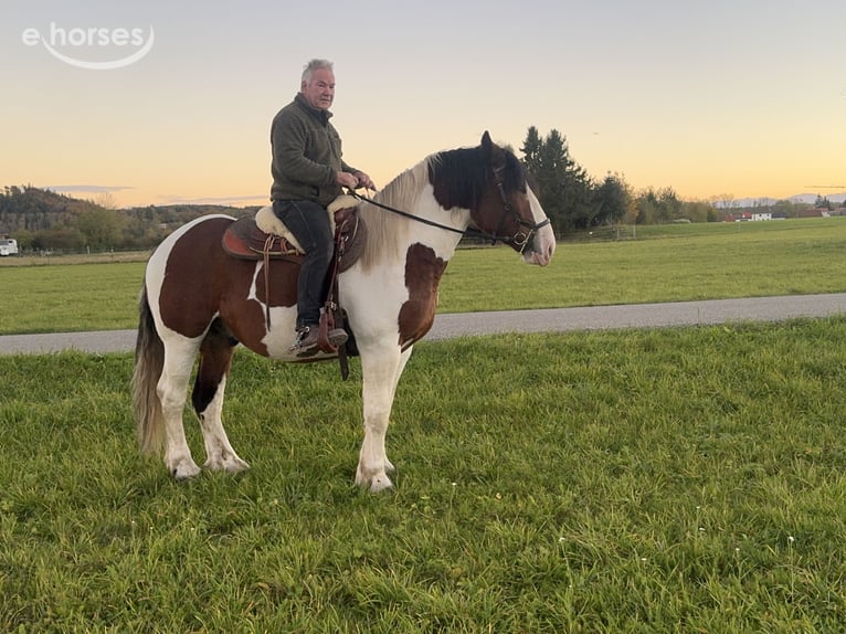 Poolse kar Bloed Ruin 4 Jaar 165 cm Gevlekt-paard in Fuchstal