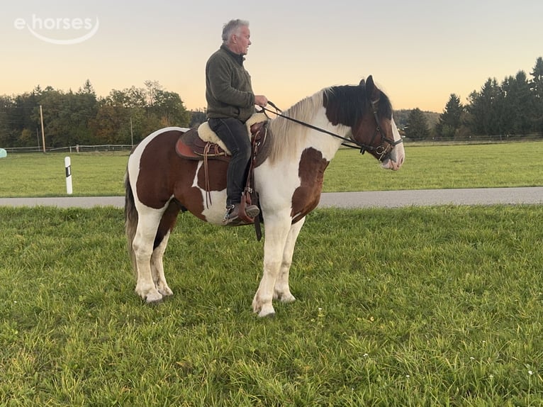 Poolse kar Bloed Ruin 4 Jaar 165 cm Gevlekt-paard in Fuchstal