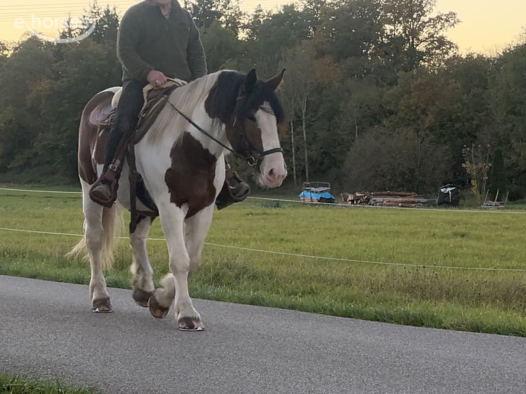 Poolse kar Bloed Ruin 4 Jaar 165 cm Gevlekt-paard in Fuchstal