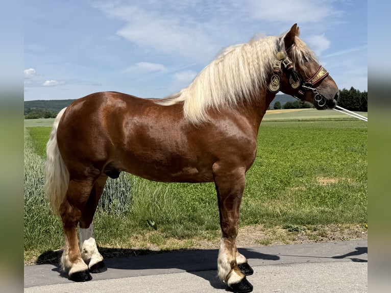 Poolse kar Bloed Ruin 4 Jaar 166 cm Donkere-vos in Riedlingen