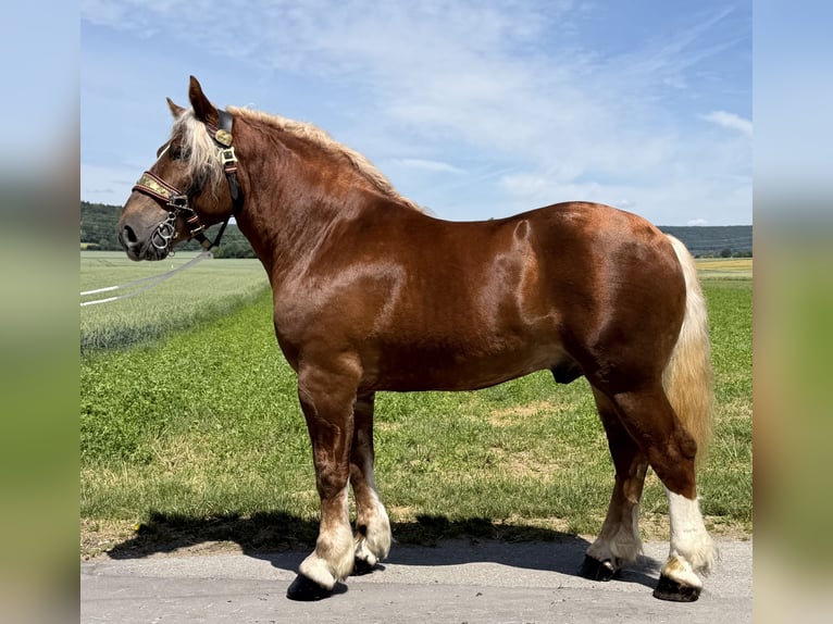 Poolse kar Bloed Ruin 4 Jaar 166 cm Donkere-vos in Riedlingen