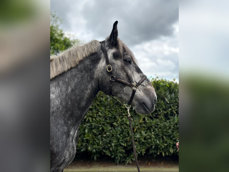 Poolse kar Bloed Ruin 4 Jaar 175 cm Appelschimmel in Eggermühlen