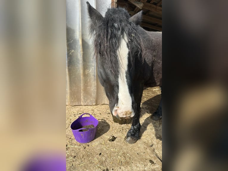 Poolse kar Bloed Ruin 5 Jaar 155 cm Zwart in Eberhardzell