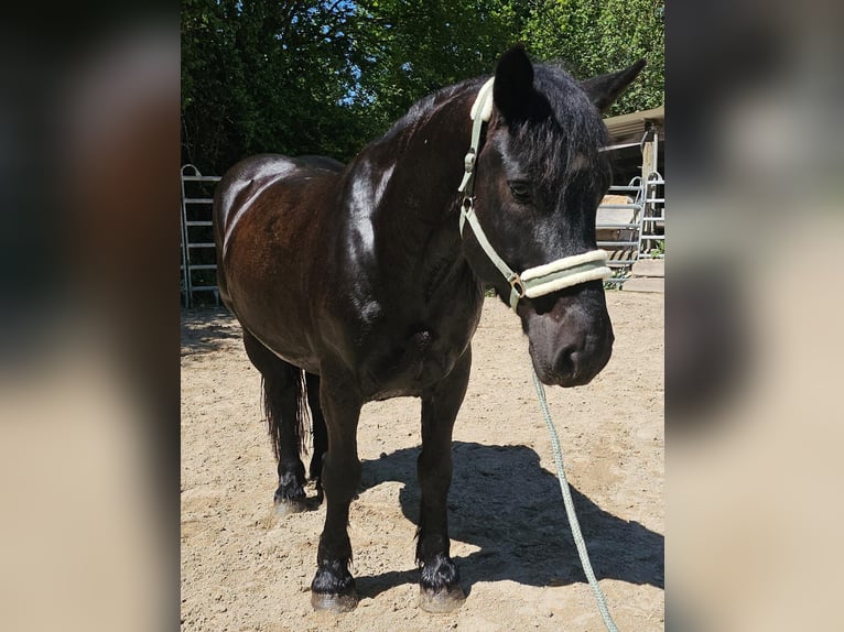 Poolse kar Bloed Ruin 6 Jaar 159 cm Zwart in Bad Camberg