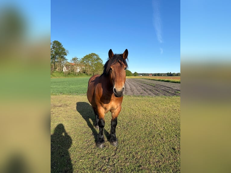 Poolse kar Bloed Ruin 7 Jaar 153 cm Bruin in Joachimsthal