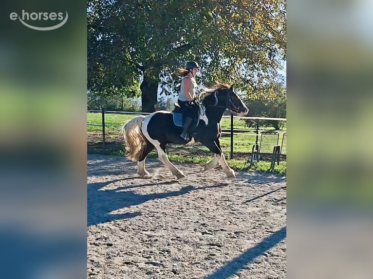 Poolse kar Bloed Ruin 7 Jaar 155 cm Gevlekt-paard in Kirchbichl