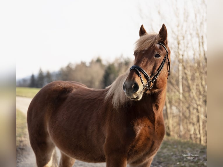 Poolse kar Bloed Mix Ruin 7 Jaar 155 cm Vos in Ascha