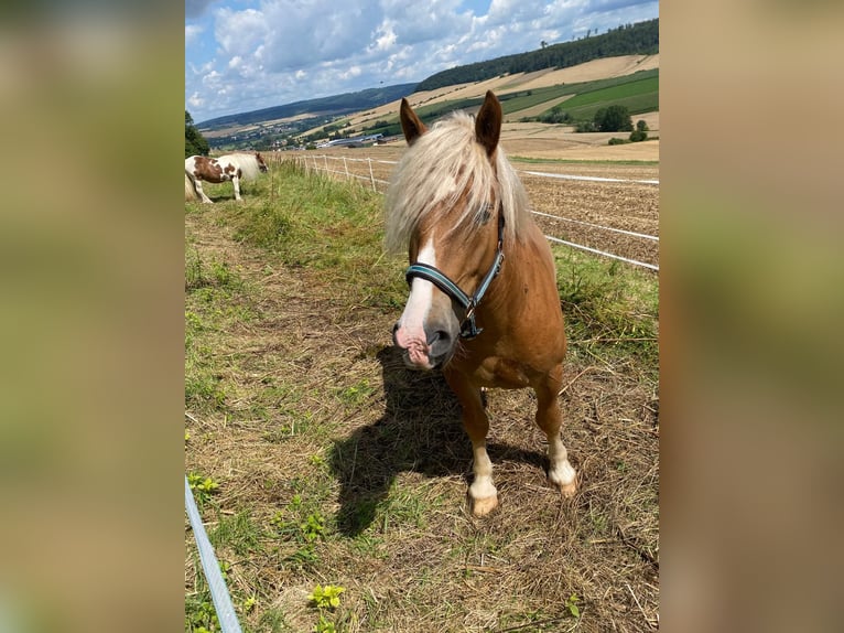 Poolse kar Bloed Ruin 7 Jaar 155 cm Vos in Brakel