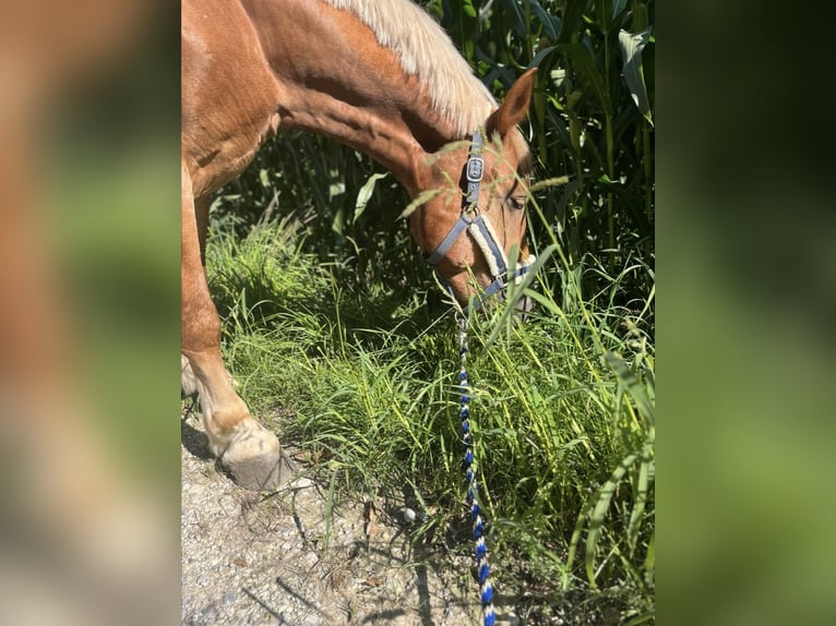Poolse kar Bloed Mix Ruin 7 Jaar 155 cm Vos in Hohenpeißenberg Poolse kar Bloed Mix Ruin 7 Jaar 155 cm Vos in Hohenpeißenberg