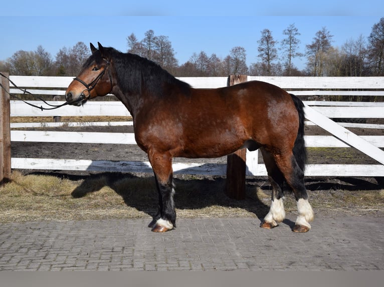 Poolse kar Bloed Ruin 7 Jaar 166 cm Bruin in Chelmno