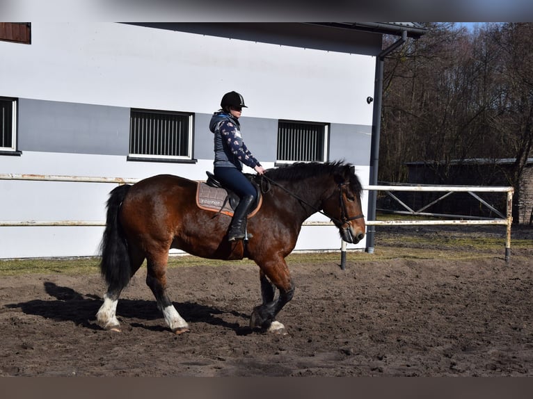 Poolse kar Bloed Ruin 7 Jaar 166 cm Bruin in Chelmno