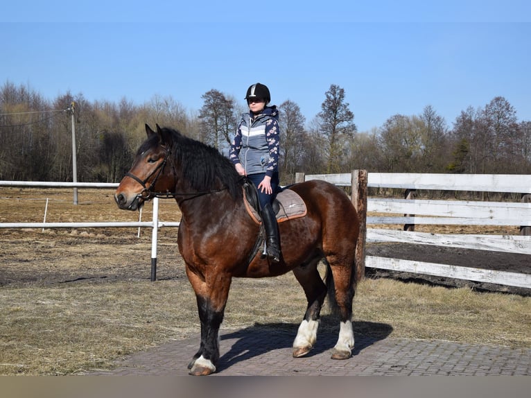 Poolse kar Bloed Ruin 7 Jaar 166 cm Bruin in Chelmno